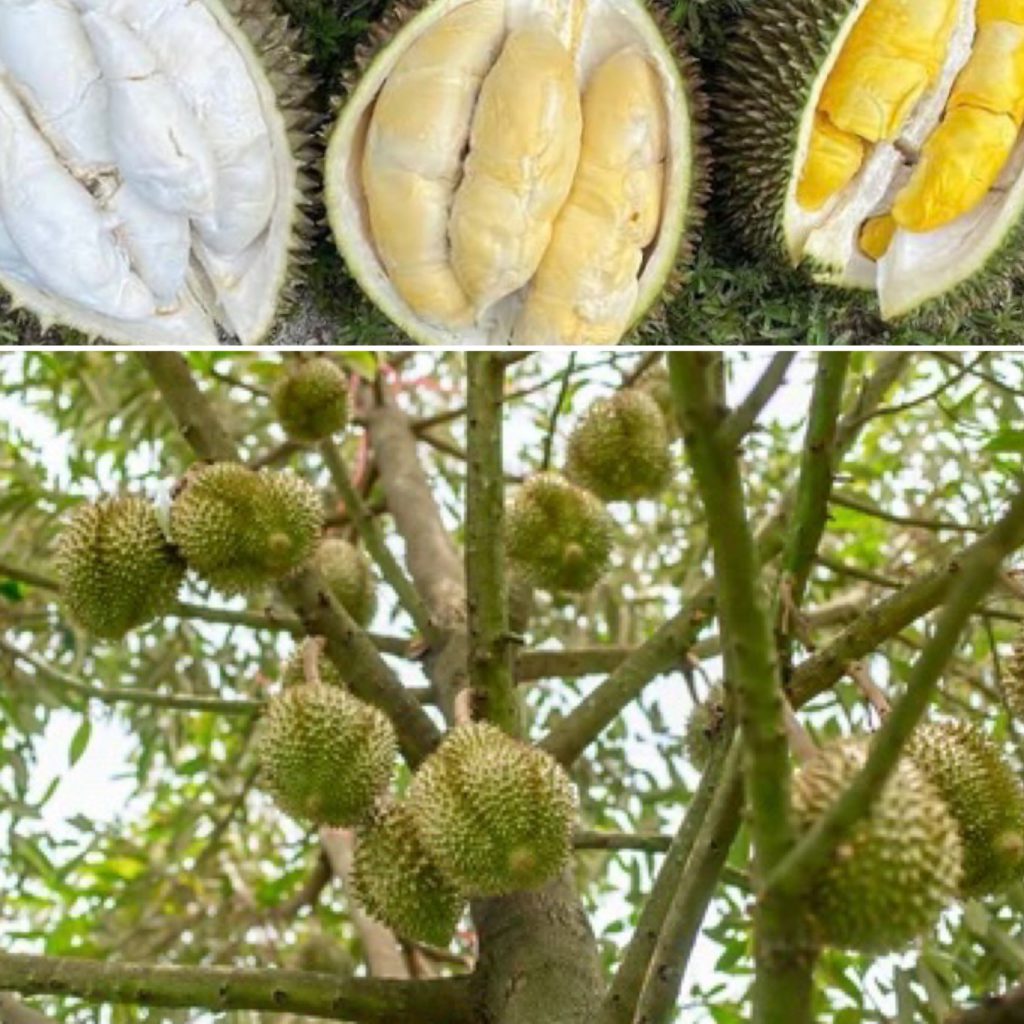 A durian tree stands outdoors, bearing ripe fruit ready to be enjoyed as a delicious food.