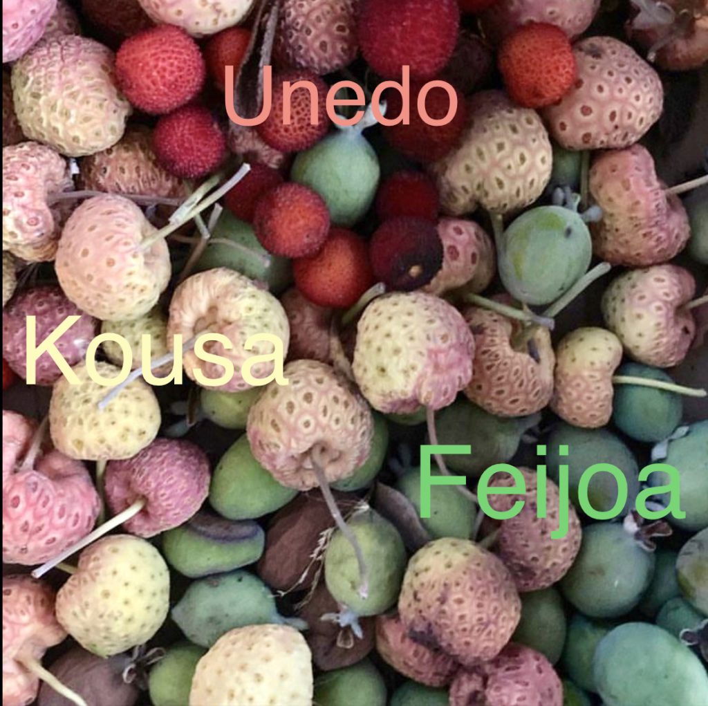 A litchi, surrounded by other natural foods such as produce and fruit, such as Unedo Kousa Feijoa, sits in the center of the image.