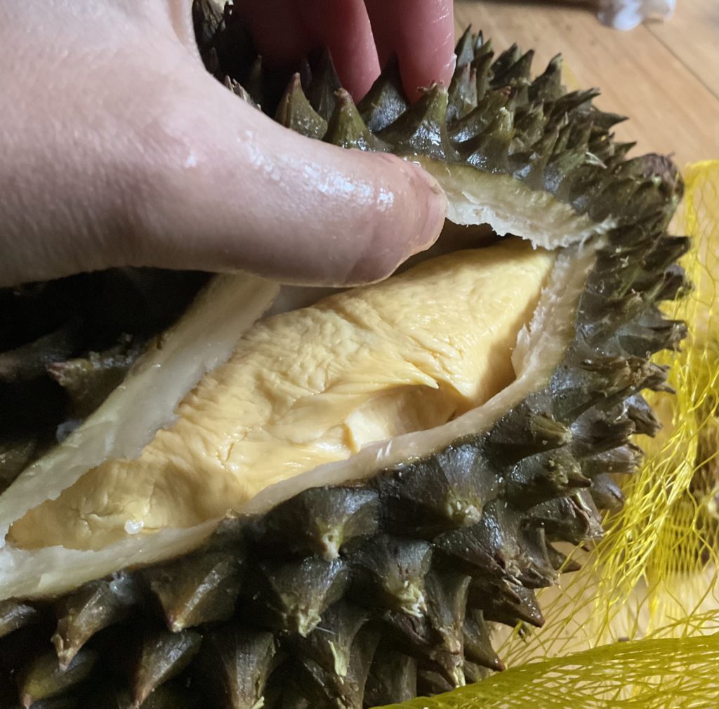 A person is enjoying a durian, a popular Southeast Asian food.