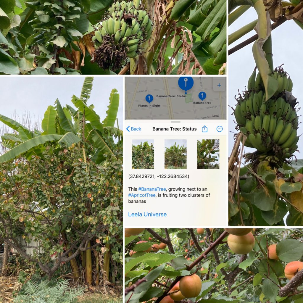 This image shows a banana tree growing next to an apricot tree, with two clusters of bananas visible. Full Text: faccall:St_ + 8th S Banana Tree: Status Plants in Sight Banana tree Aileen St. 56th St. Legal < Back Banana Tree: Status ... (37.8429721, - 122.2684534) This #BananaTree, growing next to an #ApricotTree, is fruiting two clusters of bananas Leela Universe