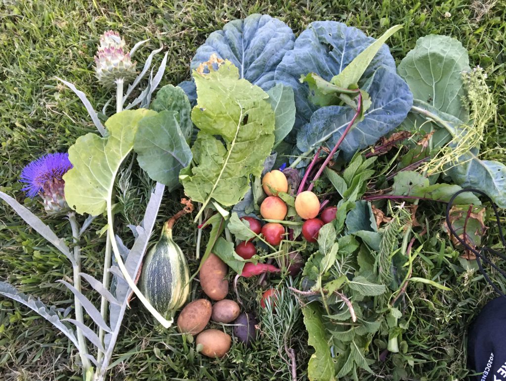 A variety of fresh, local produce, including herbs, root vegetables, fruits, and flowers, are growing in an outdoor garden on a grassy field, providing natural, vegan nutrition and whole foods.